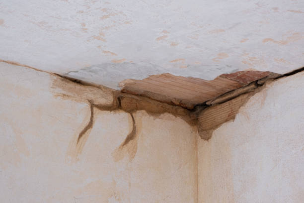 Best Mold removal after water damage  in Peotone, IL